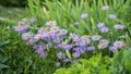 Blossom of aster alpinus at midsummer