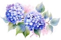 Plant hydrangea leaf background illustration watercolor spring flower nature summer floral decorative Royalty Free Stock Photo