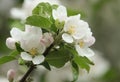 The blossom of a beautiful Apple tree Malus growing in the countryside in the UK.