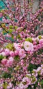 Blossom of beautiful flowers in sprin