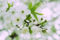 Blossom of beautiful spring cherry tree Royalty Free Stock Photo