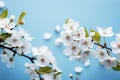 Blossom beauty White flowering branches create a stunning spring border