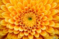 Blossom beauty yellow petal flora nature floral flower plant gerbera