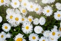 Blossom big daisies on meadow. Summer, floral background. Wild chamomile Royalty Free Stock Photo