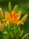 A big orange tiger lily in summer Royalty Free Stock Photo