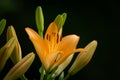 A big orange tiger lily in summer Royalty Free Stock Photo