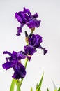 Blossom of big puprle iris garden flower