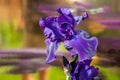Blossom of big puprle iris garden flower