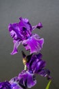 Blossom of big puprle iris garden flower