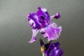 Blossom of big puprle iris garden flower
