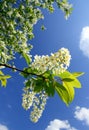 Blossom bird cherry tree branch