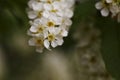 Blossom bird-cherry tree flowers close up Royalty Free Stock Photo