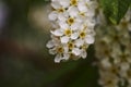 Blossom bird-cherry tree flowers close up Royalty Free Stock Photo