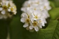 Blossom bird-cherry tree flowers close up Royalty Free Stock Photo