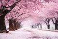 Blossom Bliss: Captivating Cherry Blossom Scenery Along the Road Royalty Free Stock Photo