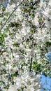 Blossom bloom of cherry at spring. White sakura flowers on sky background. Vertical mobile wallpaper Royalty Free Stock Photo