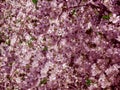 Blossom bloom of cherry at spring. White sakura flowers on sky background in pink tint Royalty Free Stock Photo