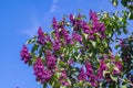 Blossom blooming branches lilac