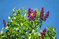 Blossom blooming branches lilac