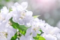 Blossom blooming on tree in springtime. Apple tree flowers bloom