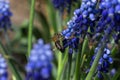 Blossom blue beautiful flowers. A bee coalesce pollen from flowers