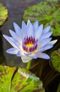 Blossom Blue Lotus