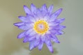 Blossom Blue Lotus Flower Royalty Free Stock Photo