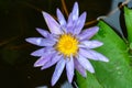 Blossom blue lotus flower on the water Royalty Free Stock Photo