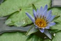 Blossom blue lotus flower on the water