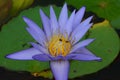Blossom blue lotus flower on the water Royalty Free Stock Photo