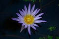 Blossom blue lotus flower on the water Royalty Free Stock Photo
