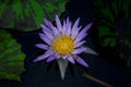 Blossom blue lotus flower on the water Royalty Free Stock Photo