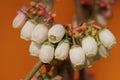 Blossom of blueberry, Vaccinium myrtillus Royalty Free Stock Photo