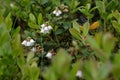 Blossom of blueberry Vaccinium myrtillus on a sunny summer day. White small flowers in green leaves. Royalty Free Stock Photo