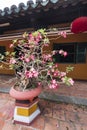 Blossom bonsai tree decoration in front of Giac Lam pagoda - Ho Chi Minh, Vietnam, Asia.