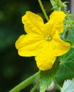 Blossom of Boston pickling cucumber