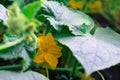 Blossom of Boston pickling cucumber growing Royalty Free Stock Photo