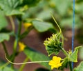 Blossom of Boston pickling cucumber growing on vine Royalty Free Stock Photo