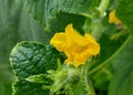 Blossom of Boston pickling cucumber Royalty Free Stock Photo