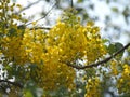 Blossom bouquet Golden Shower Tree yellow flower nature background