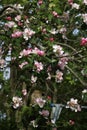 Blossom on Bramley Apple tree, malus domestica