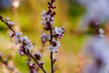 Blossom branch of apricot tree with white and pink flowers and buds in the garden in spring Royalty Free Stock Photo