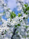 Blossom branch, beautiful spring flowers