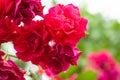 Blossom branch close up of beautiful red rose flowers with green leaves and copy space on green blurred background. Nature plant Royalty Free Stock Photo