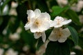 Blossom branch close up of beautiful white jasmine flowers with green leaves and copy space. Nature plant perfume aromatherapy and Royalty Free Stock Photo