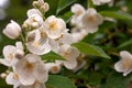 Blossom branch close up of beautiful white jasmine flowers with green leaves and copy space. Nature plant perfume aromatherapy and Royalty Free Stock Photo