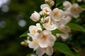 Blossom branch close up of beautiful white jasmine flowers with green leaves and copy space. Nature plant perfume aromatherapy and Royalty Free Stock Photo