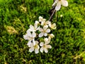 Blossom branch close-up. Spring weather, sunny sky, flowering trees in the village.