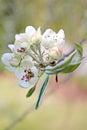 Blossom branch.