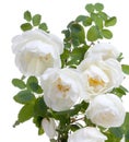 Blossom branch with flowers of white briar, dog-rose isolated on a white Royalty Free Stock Photo